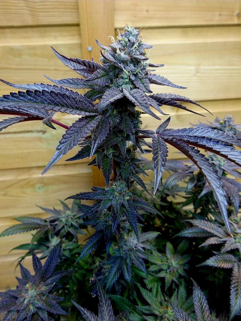 Notorious THC, Фасовка: 3, изображение 4